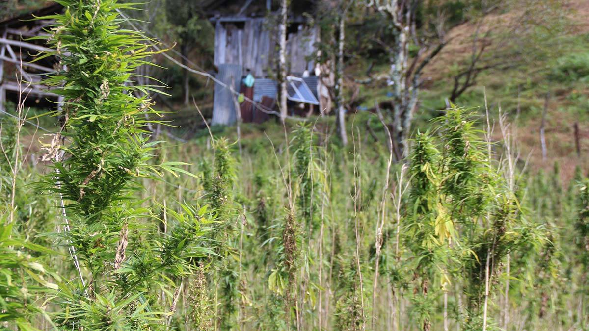 Rize'de, özel el dokuma tezgahlarında üretilen kenevir ipliğinden kumaş üretimi yaygınlaşıyor, 6 üretici 5 dekar alanda bu yıl üretime başladı.