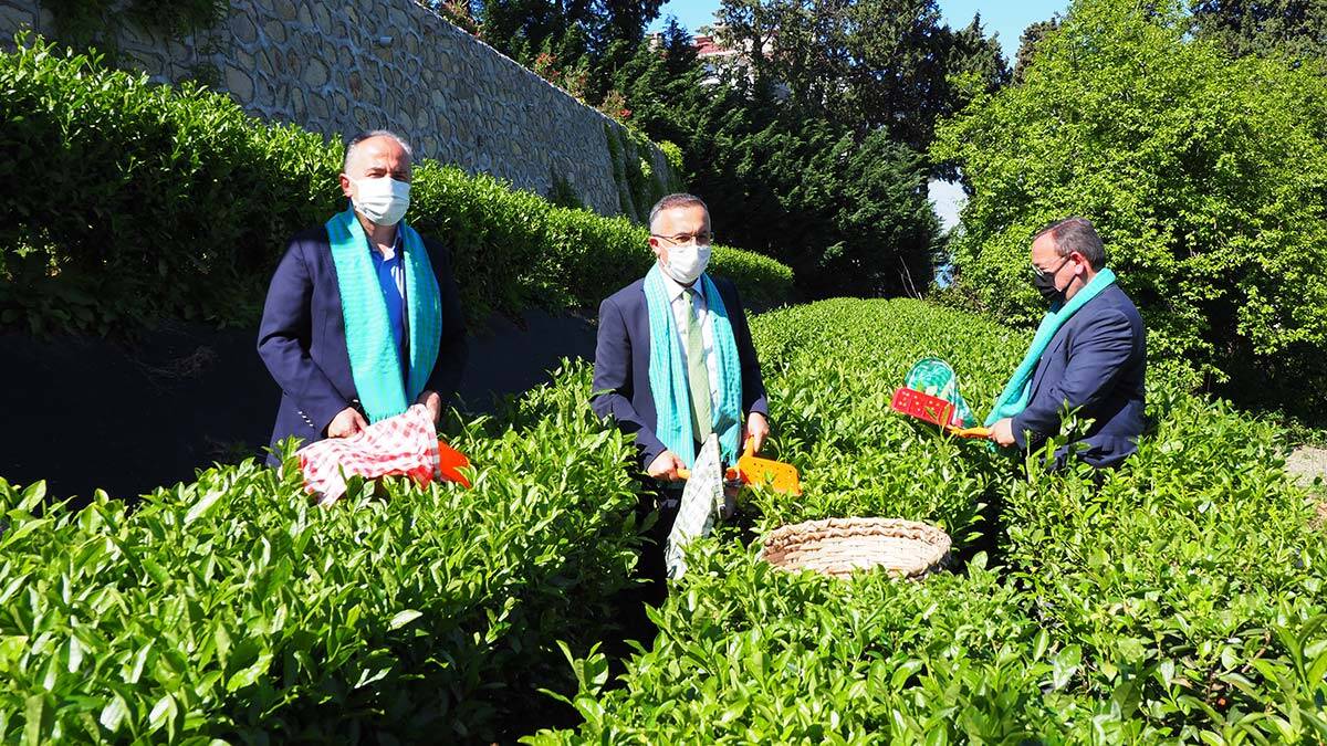 Protokol üyeleri çay topladı