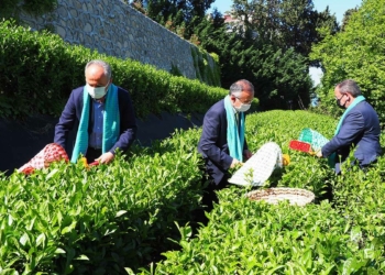 Protokol üyeleri çay topladı