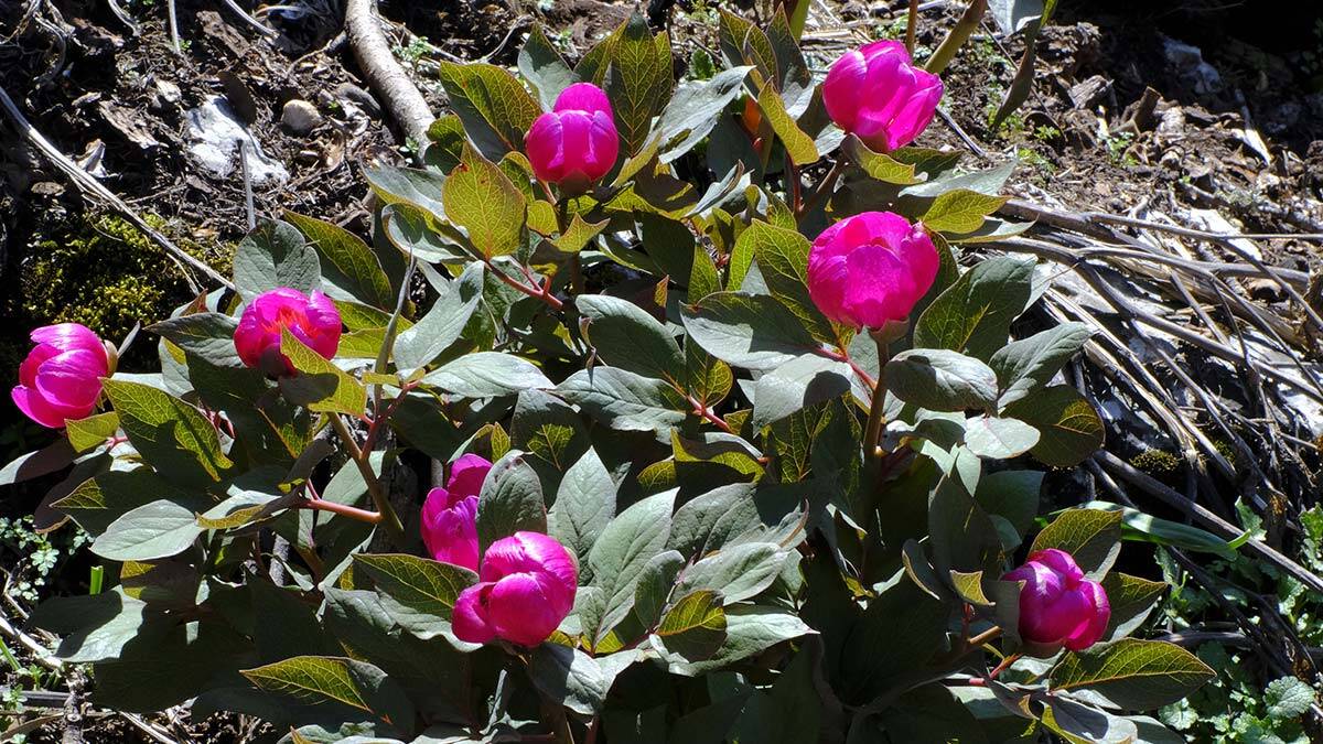 Şakayıkları koparmanın cezası 80 bin 465 TL