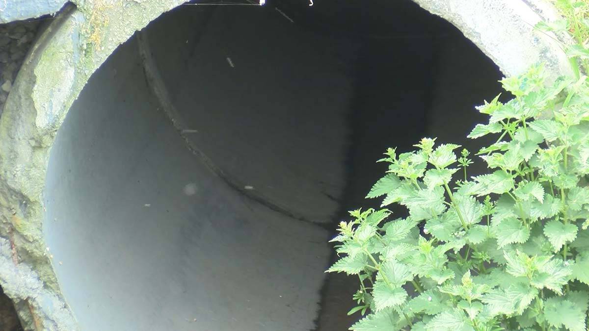 Sivrisinekler ortaya çıktı, Prof. Dr. Yılmaz uyardı