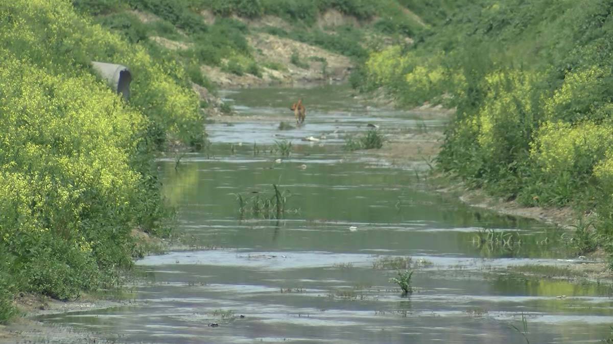 Sivrisinekler ortaya çıktı, Prof. Dr. Yılmaz uyardı