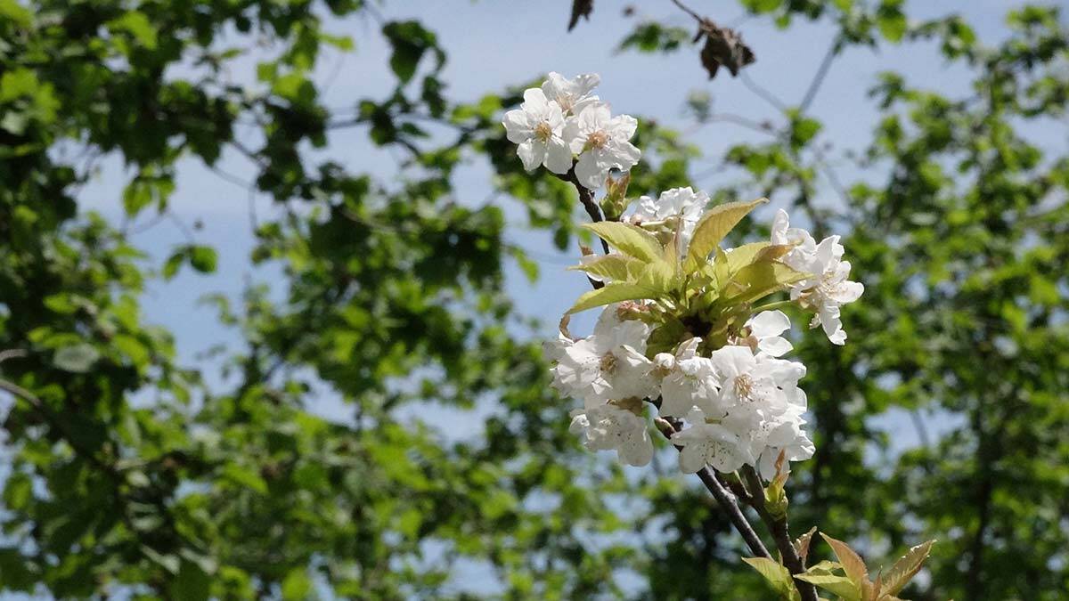 Karadeniz'de tam kapanmada, kent merkezlerindeki evlerinde kalmak istemeyenlerin tercihi köy ve yayla evleri oldu.