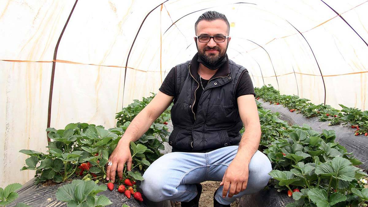 Manisa'nın Kula ilçesinde kendi imkanları ile kurduğu serada organik çilek yetiştiren Metin Özkurt, tam kapanmada özel izinle çilek hasadı yaptı.