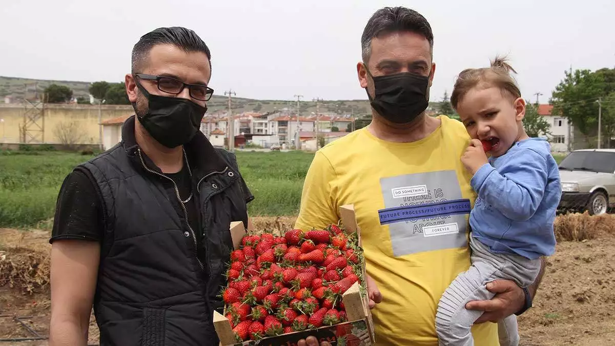 Tam kapanmada özel izinle çilek hasadı yaptılar