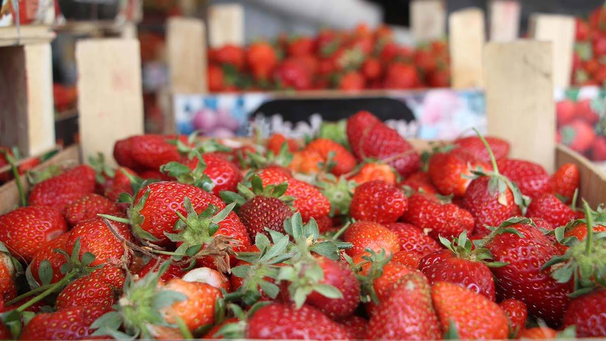 Tam kapanmada özel izinle çilek hasadı yaptılar