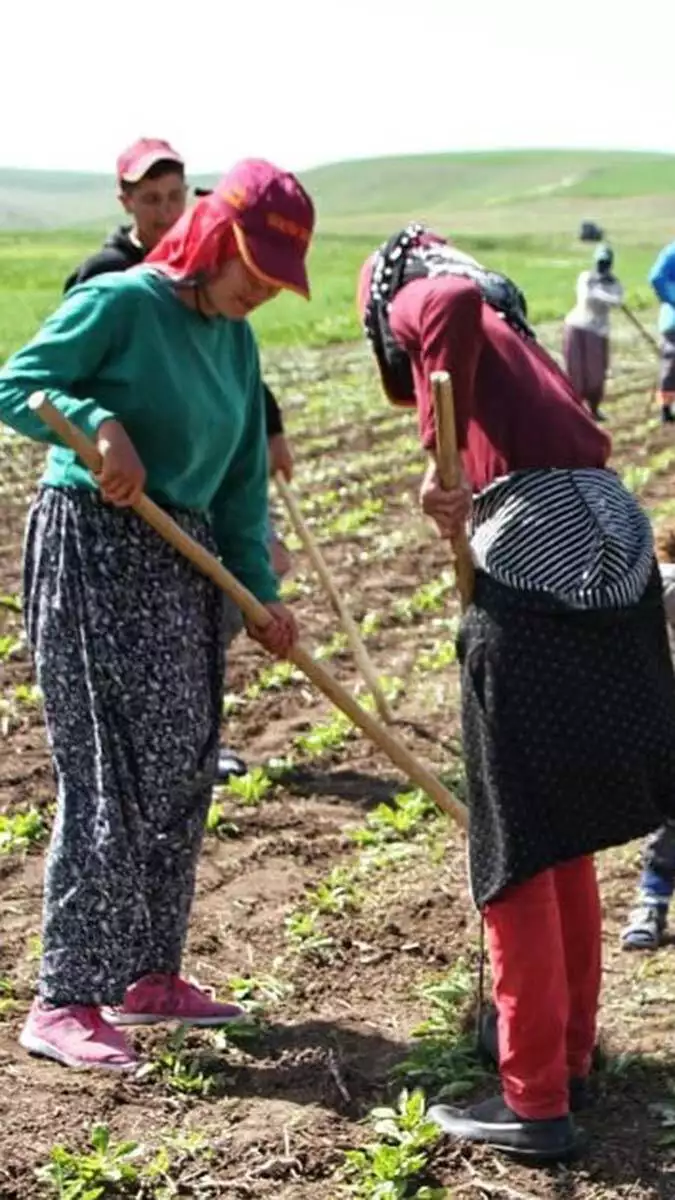 Ramazan bayramı'nda tarlada çapa