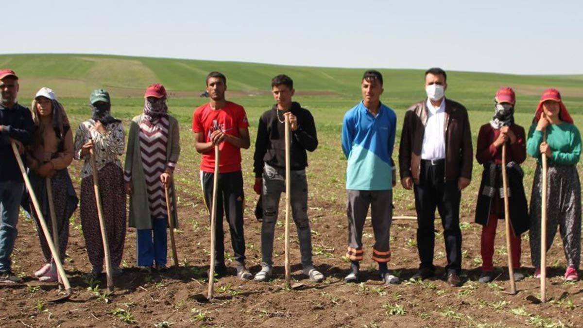 Muş'un malazgirt ilçesinde kısıtlamadan muaf olan çiftçiler, ramazan bayramı'nda tarlada çapa yaparak çalışmalarını sürdürdü.