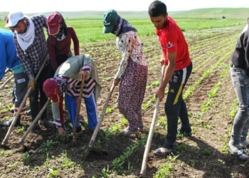 Ramazan Bayramı'nda tarlada çapa