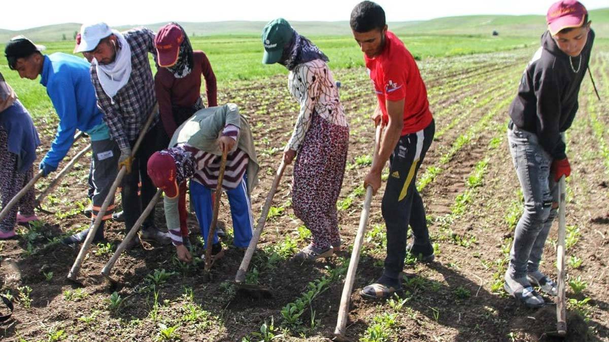 Ramazan Bayramı'nda tarlada çapa