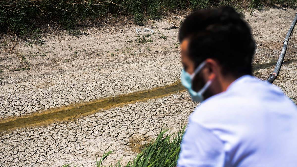 Yıllık ortalama 2,5 milyon ton buğdayın üretildiği Konya Ovası'nda kuraklık nedeniyle kıraç olan ekili arazilerde, hasat yapılmayacağı için koyunlar otlatılıyor.