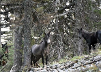 Torosların yılkı atları görsel güzellik oluşturdu