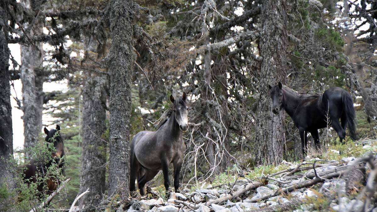 Torosların yılkı atları görsel güzellik oluşturdu