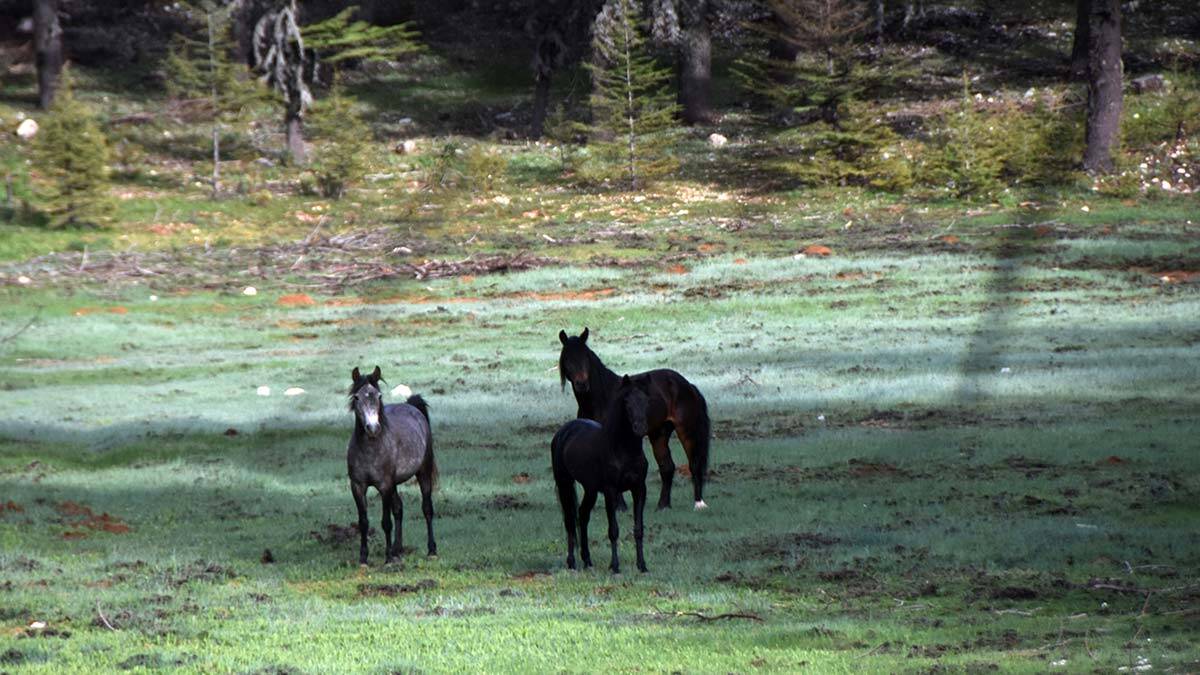 Antalya'nın Kaş ilçesinde, pandemi sürecinde insan hareketliliği azalınca Toroslar'da yılkı atları doğada daha görünür olmaya başladı.