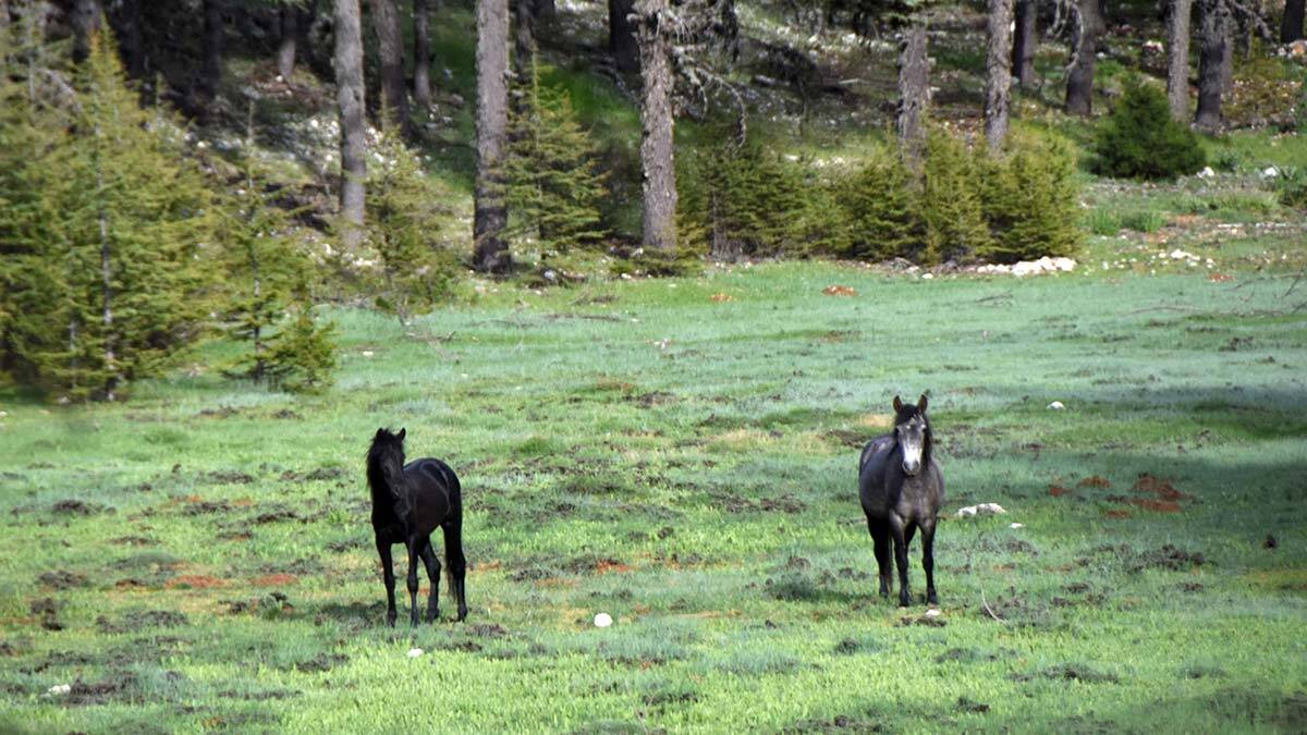 Torosların yılkı atları görsel güzellik oluşturdu