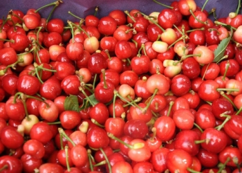 Turfanda kirazın kilosu 50 TL