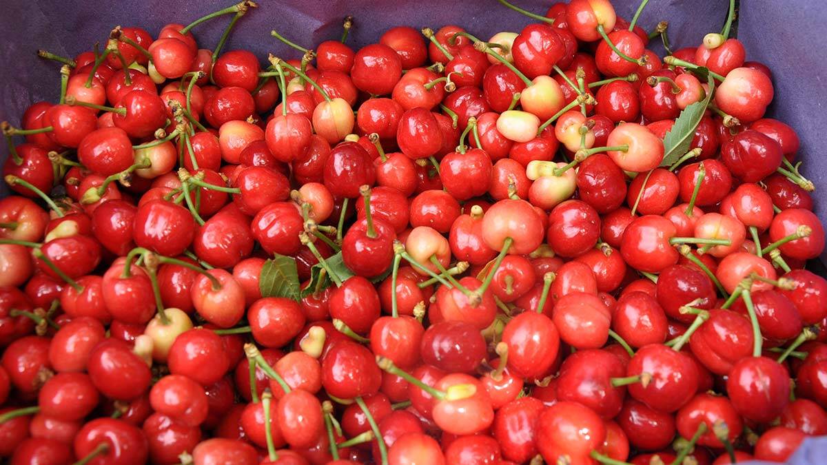 Turfanda kirazın kilosu 50 TL