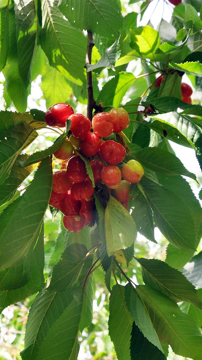 Turfanda kirazın kilosu 50 TL