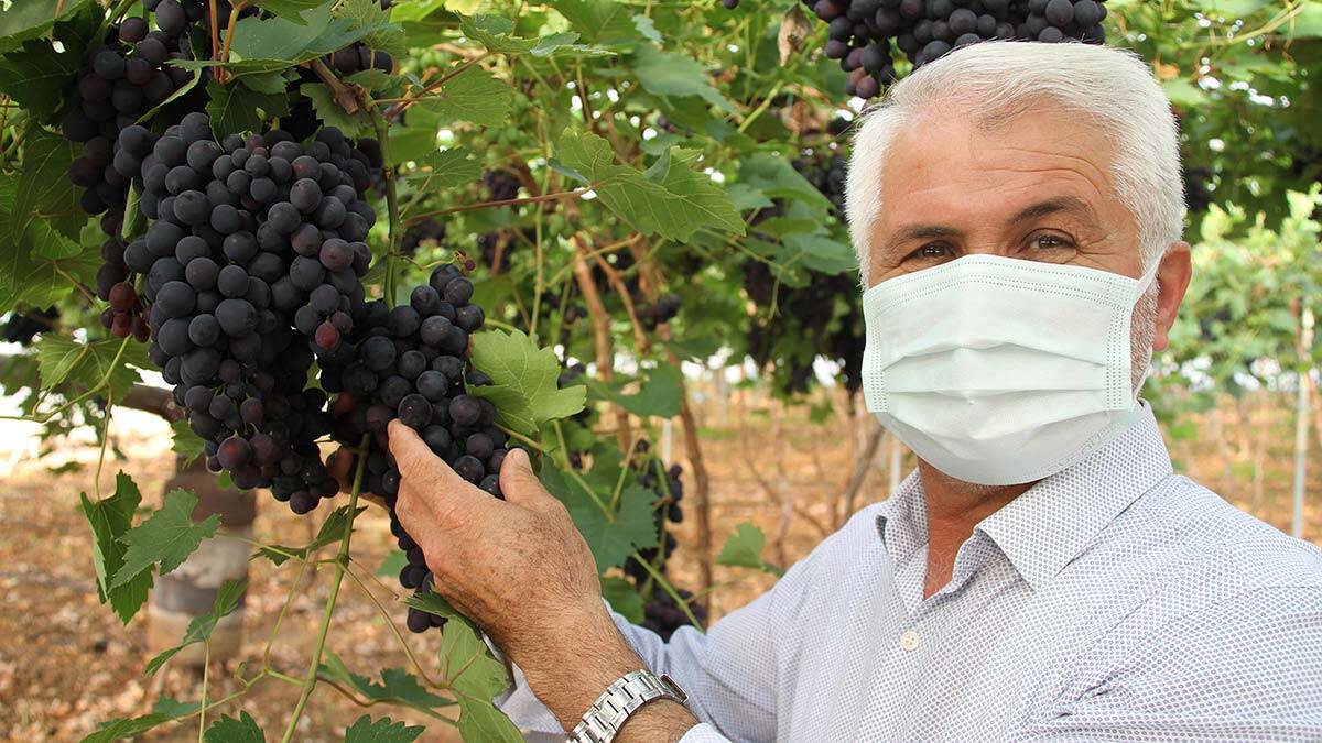 Turfanda siyah üzüm dalında 30 lira