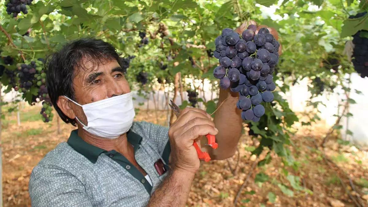 Mersin’in erdemli ilçesinde turfanda siyah üzüm hasadı başladı. Dalında kilosu 30 liradan satılan üzüm, üreticisinin yüzünü güldürüyor.
