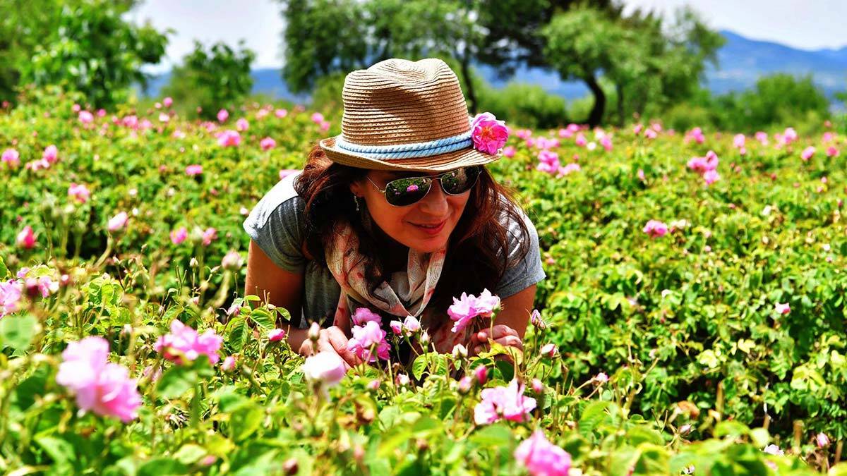 'Türkiye'nin gül bahçesi' olarak bilinen Isparta'da, her yıl mayısta başlayıp, haziran sonu ve temmuz başına kadar devam eden hasat sezonuna girildi.
