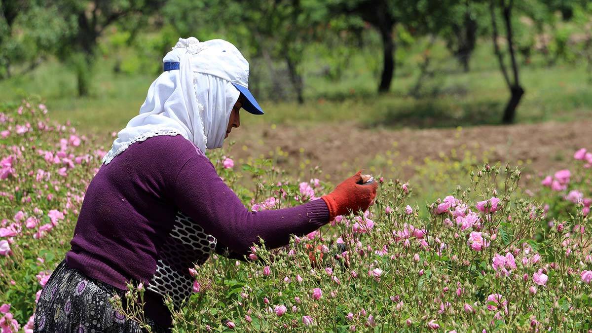 Sürecin 15 Mayıs'tan sonra hızlanacağı sezon, sorun olmadığı takdirde, haziran sonu ve temmuz başına kadar devam edecek.