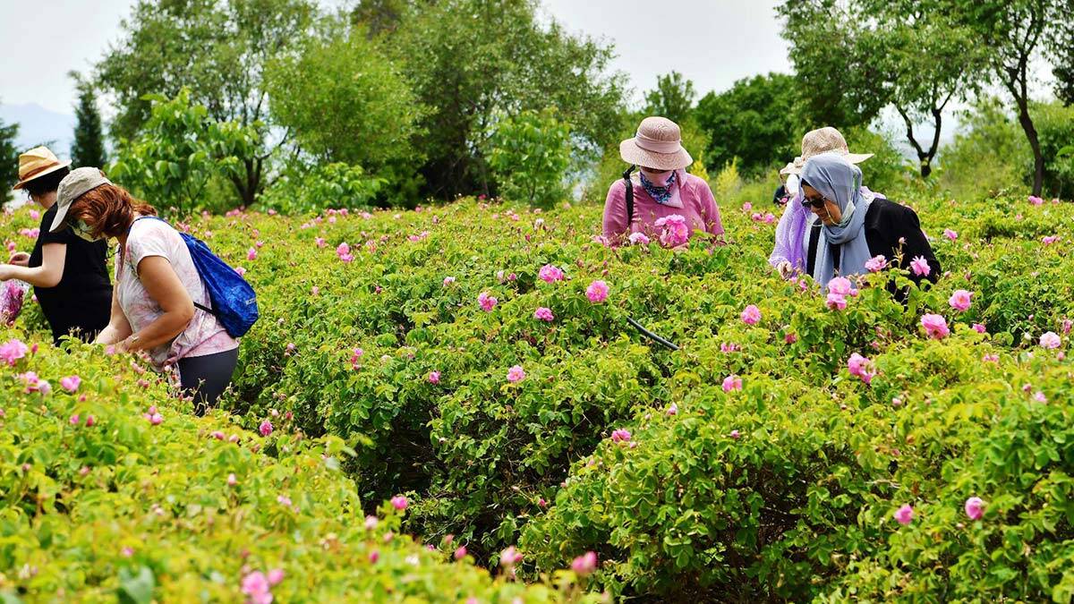 Türkiye'nin gül bahçesi'nde hasat sezonu