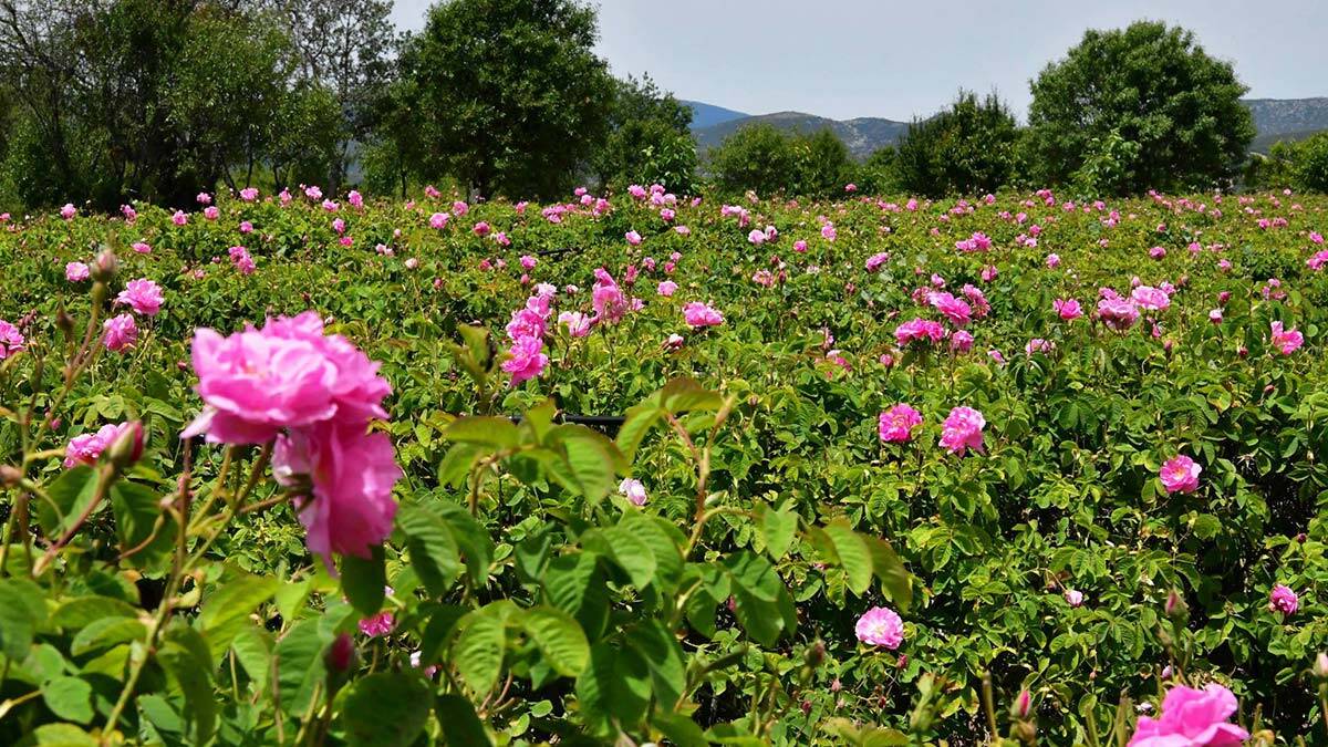 Her yıl olduğu gibi bu sene de hasadın ilk günlerinde çok fazla gül çiçeği rekoltesi beklenmiyor.