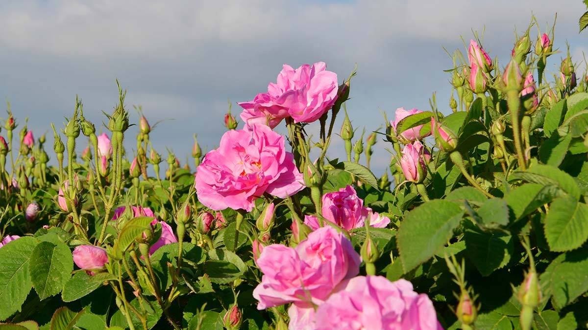 Türkiye'nin gül bahçesi'nde hasat sezonu