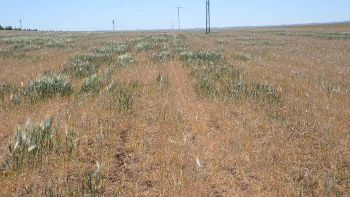 3 bölgede olağanüstü kuraklık görüldü