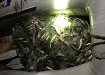 Kaçak avlanan 530 kilo inci kefali ele geçirildi