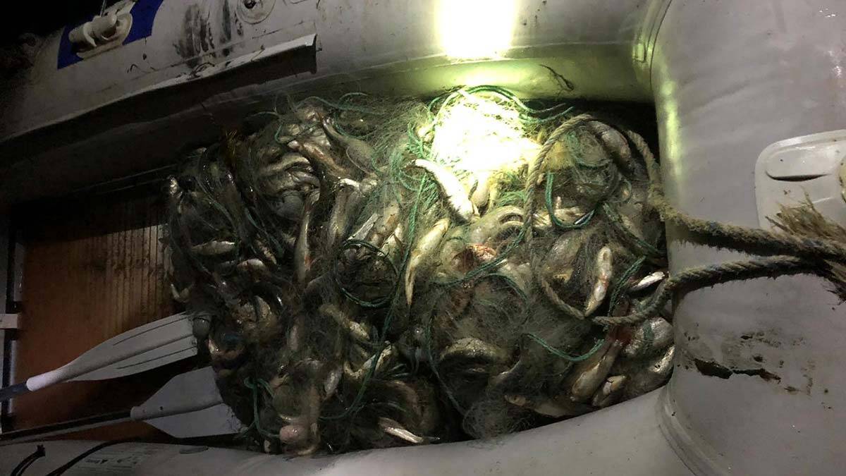 Kaçak avlanan 530 kilo inci kefali ele geçirildi