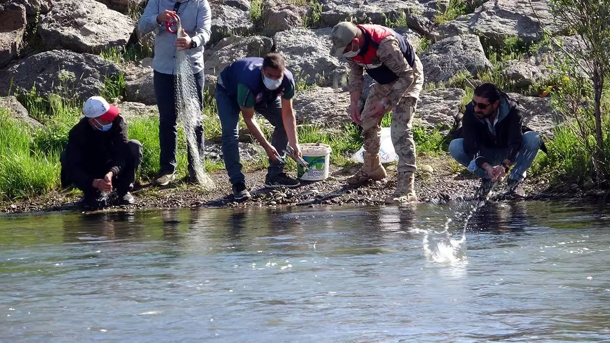 Van'ın erciş ilçesinde, i̇lçe tarım ve orman müdürlüğü ekiplerince gerçekleştirilen denetimlerde, kaçak avlanan 1 ton inci kefali ele geçirildi.