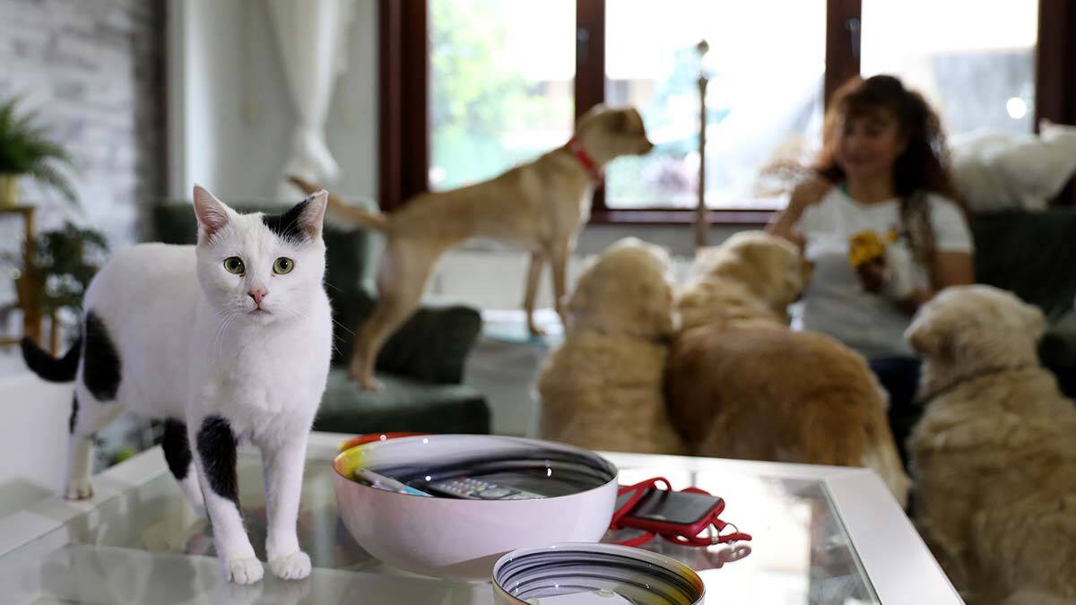 Evde vardiya sistemiyle yaşadıklarını belirten Mumcu, hayvanlarının beslenme ve bakımı için ayda yaklaşık 3 bin 500 TL harcıyor.