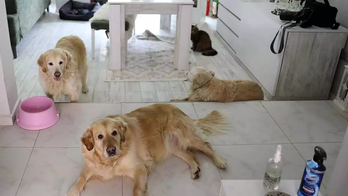 Villasında 33 kedi ve 4 köpeğe bakıyor