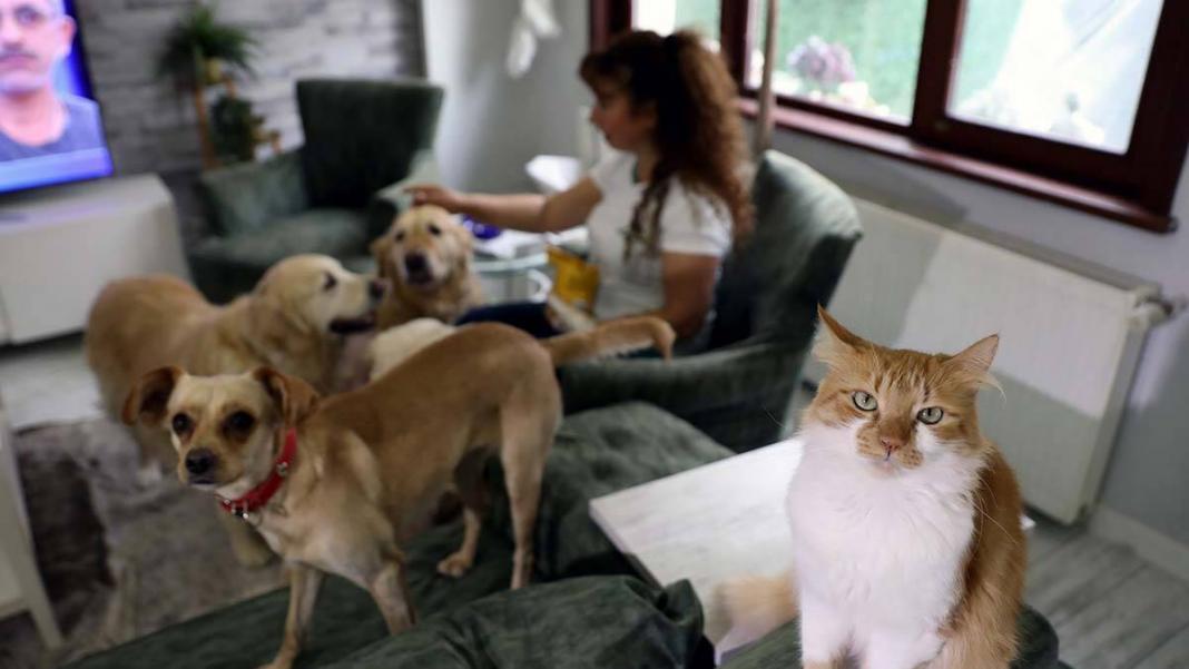 Villasında 33 kedi ve 4 köpeğe bakıyor