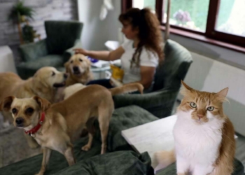 Villasında 33 kedi ve 4 köpeğe bakıyor