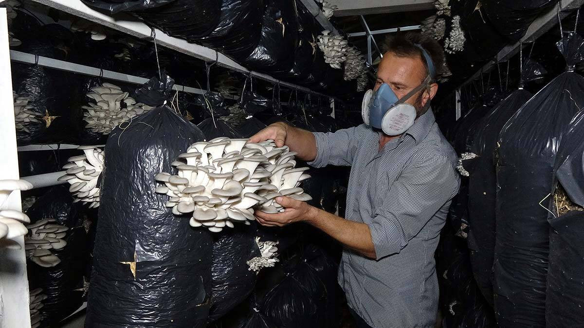 İstiridye mantarı üretimini 3 yılda 60 tona çıkardı