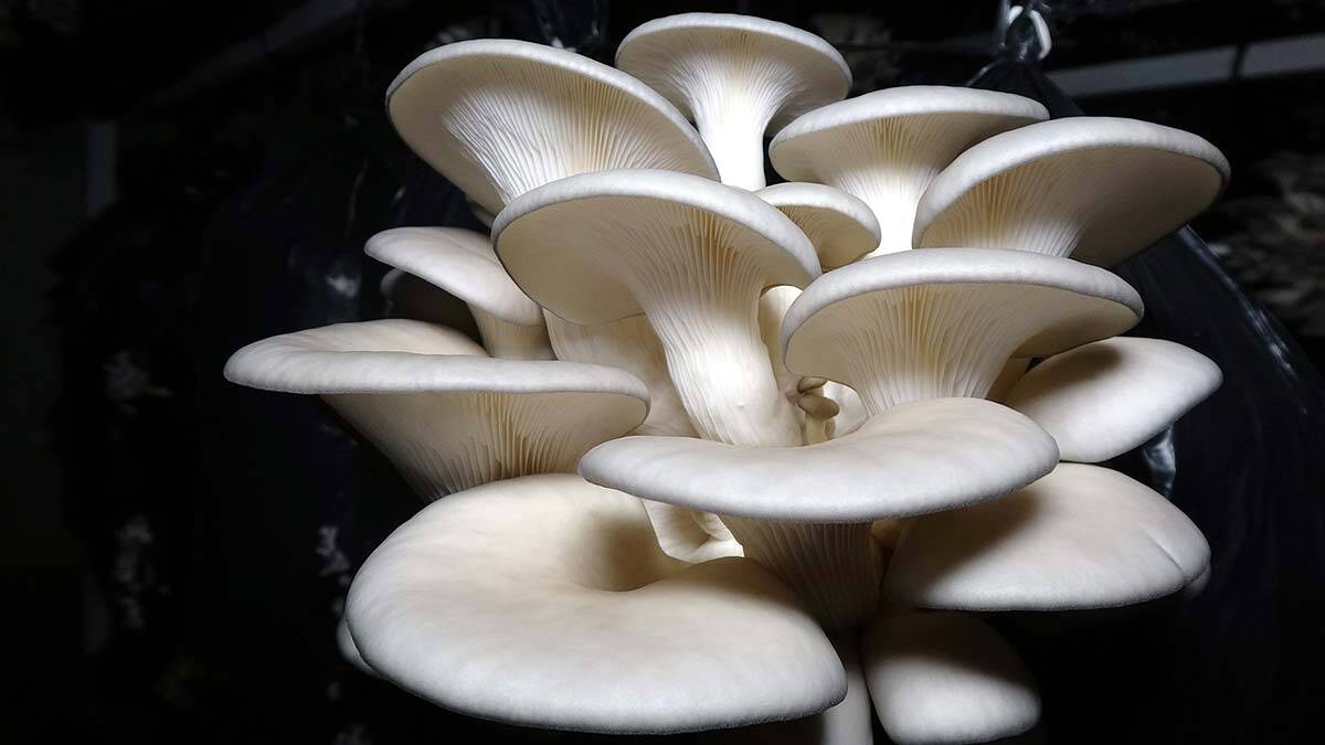 İstiridye mantarı üretimini 3 yılda 60 tona çıkardı