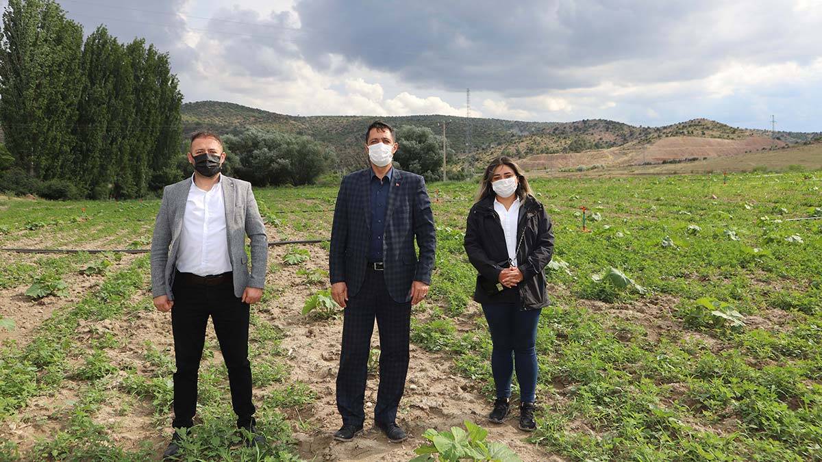 Ekilen tarlalarda ilk mahsuller alınmaya başlandı