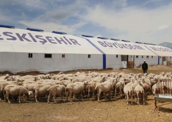 Büyükşehir'den Küçükbaş Hayvan Yetiştiricilerine Destek