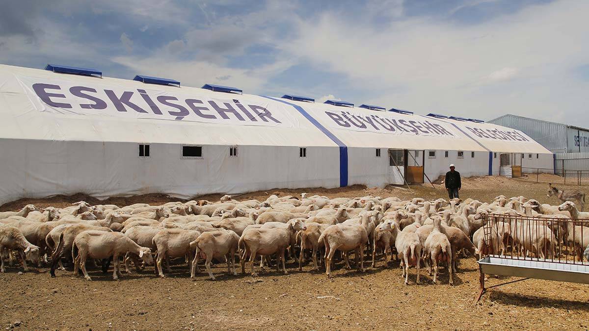Büyükşehir'den Küçükbaş Hayvan Yetiştiricilerine Destek