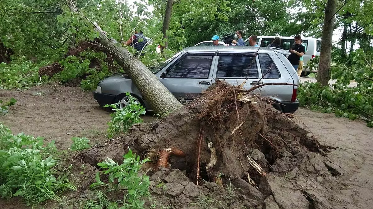 Edirne'de fırtına ağaçları devirdi