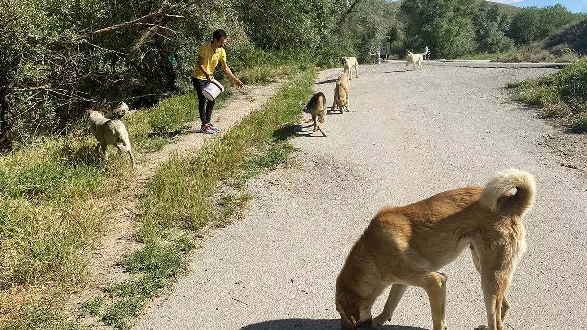 Sokak hayvanlari icin restoranlarda ucretsiz calisiyor 3 - yaşam - haberton