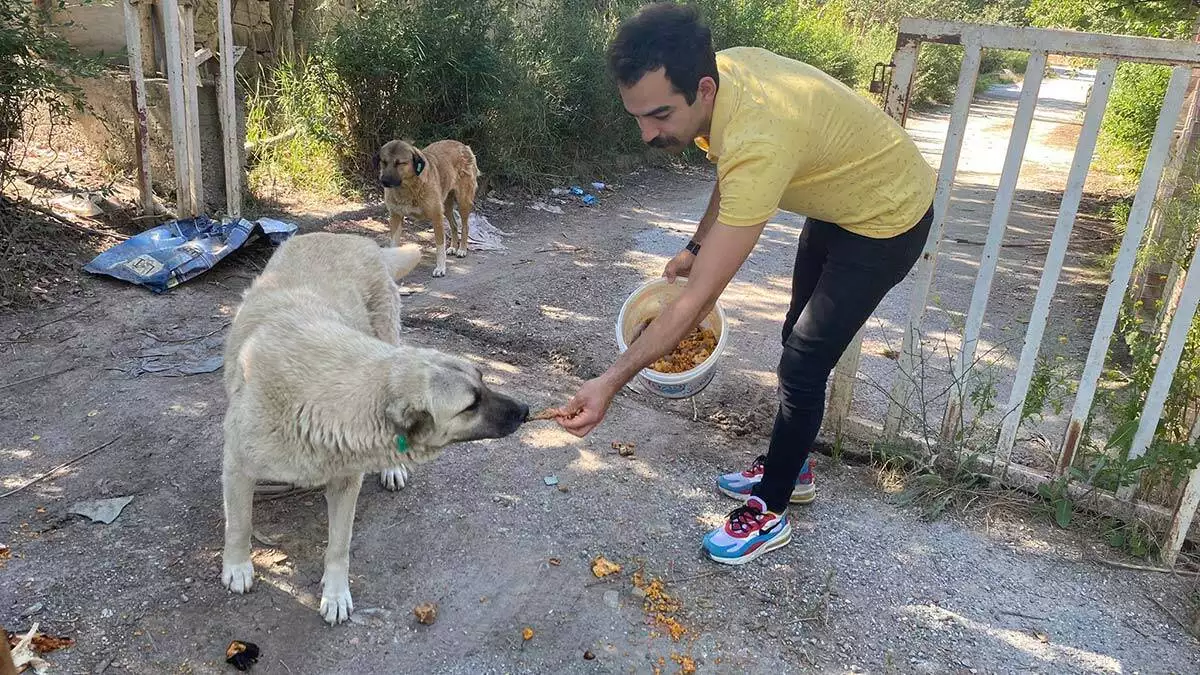 Sokak hayvanlari icin restoranlarda ucretsiz calisiyor 4 - yaşam - haberton