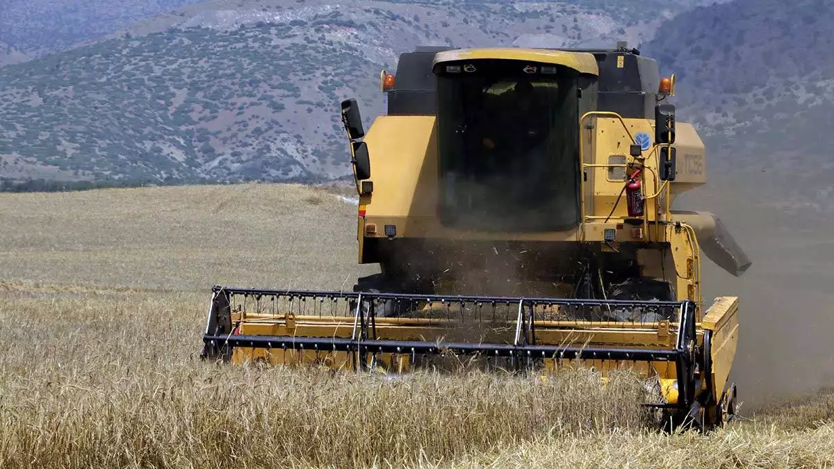 Yagislar bugday verimini artirdi - i̇ş dünyası - haberton