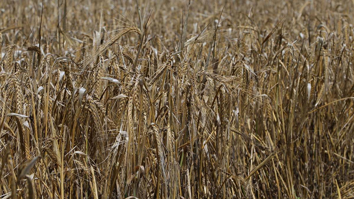 Yağışlar Buğday Verimini Artırdı_4