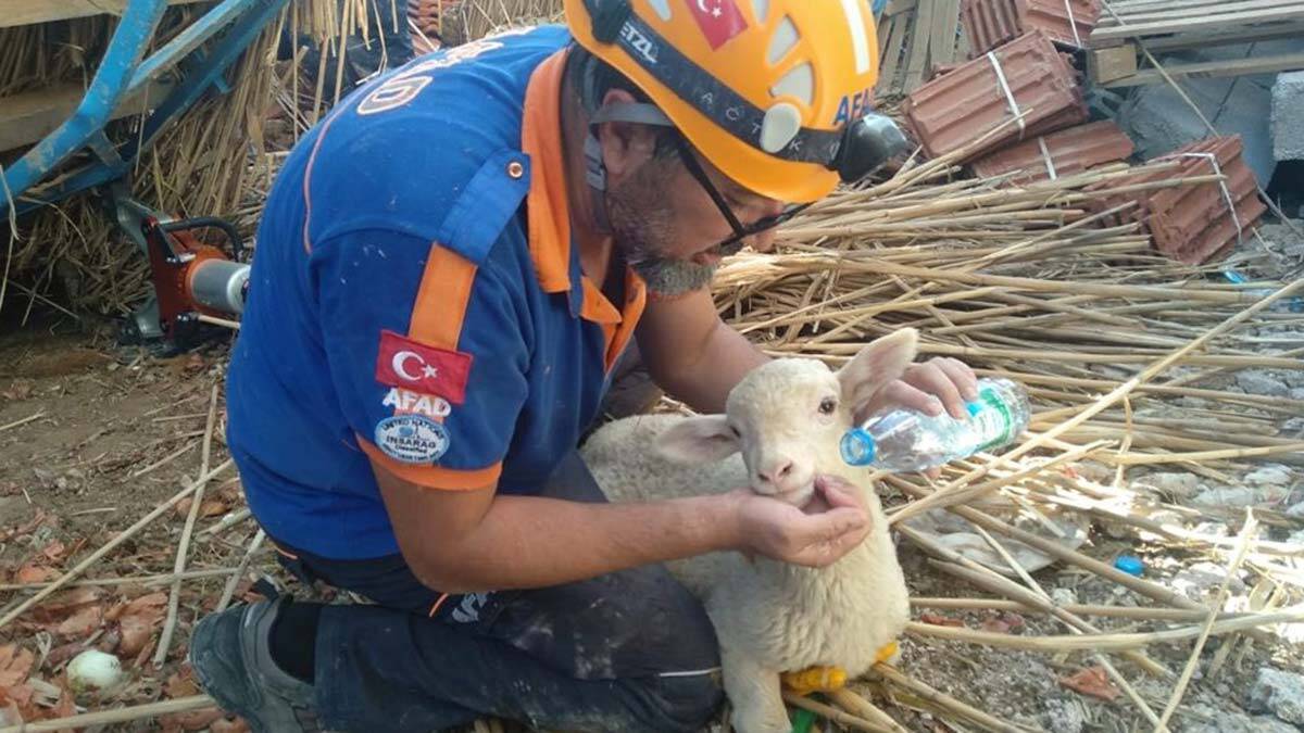 Afyonkarahisar'da ağıl çöktü; 15 hayvan öldü