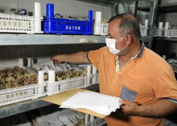 Ağaçları koruyan avcı böcek üretiliyor