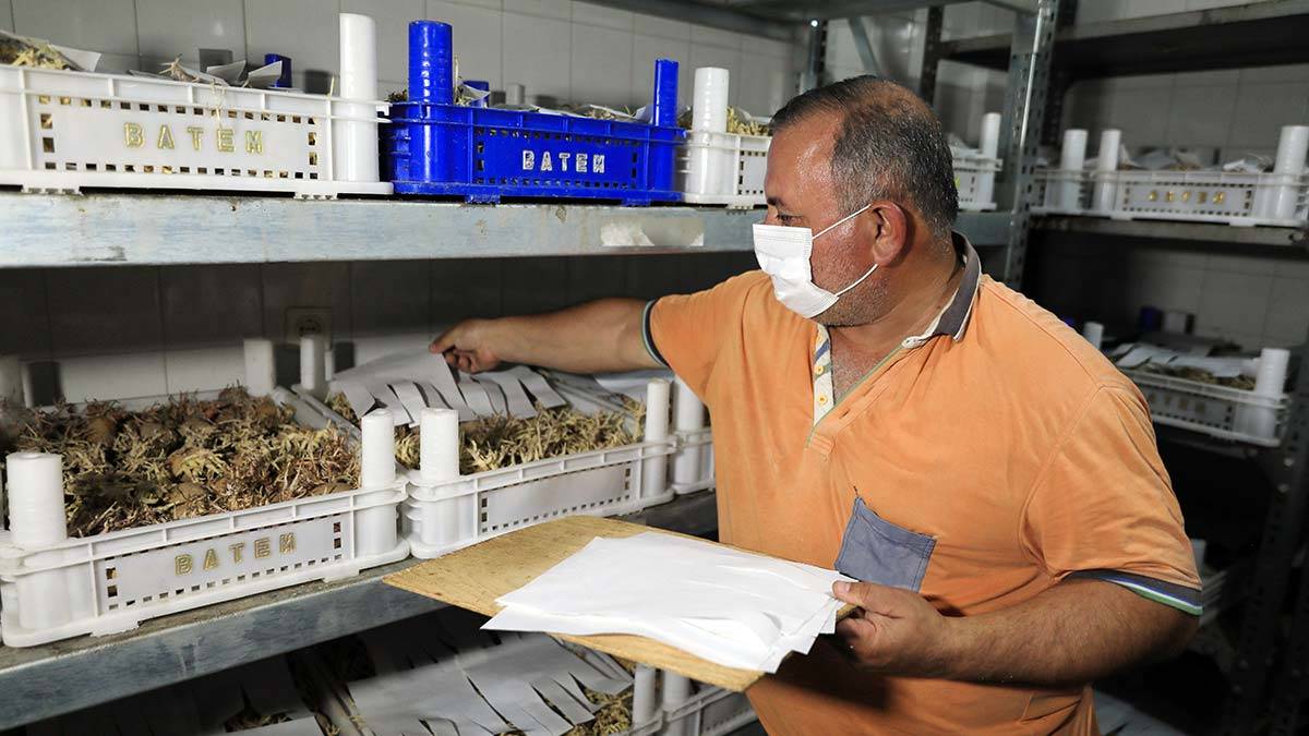 Ağaçları koruyan avcı böcek üretiliyor